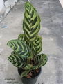 Peacock Plant